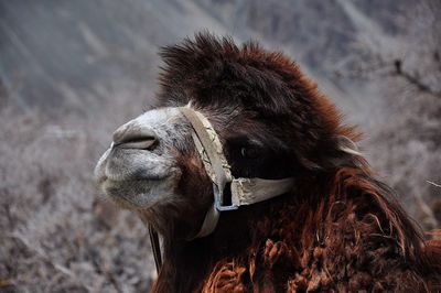 Close-up of horse on field