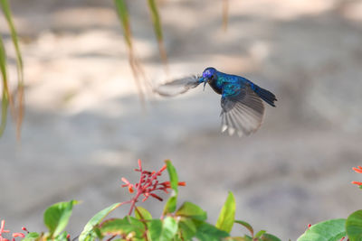 Close-up of bird flying