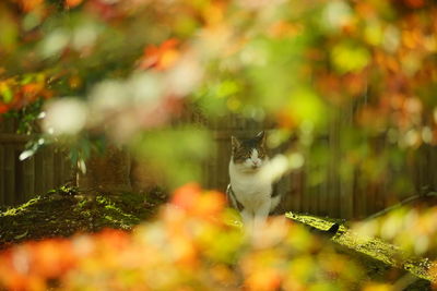 Cat on plant