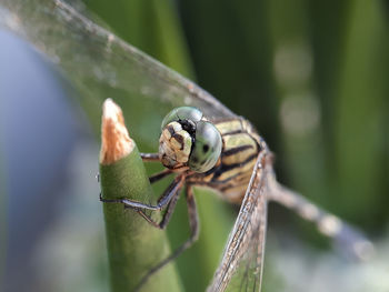 Close-up of insect on leaf