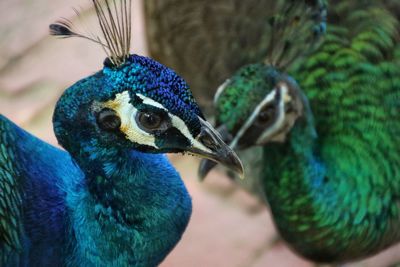 Close-up of peacocks