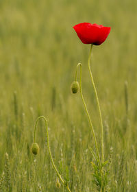 Close-up of red flowers growing in field