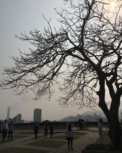 Bare trees against sky