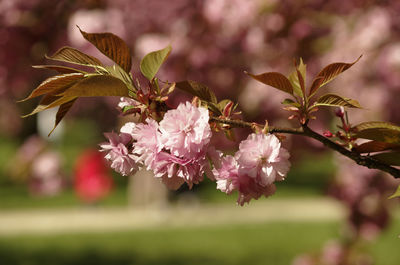 Close-up of pink flower tree