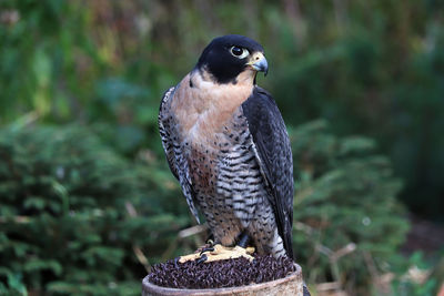 Closeup view of a peregrine falcon on a perch