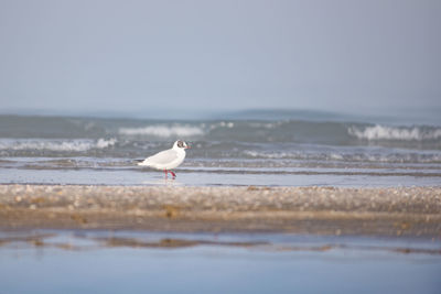 Seagull on beach