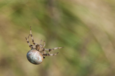 Close-up of spider on web