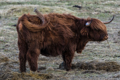 Lion standing in a field