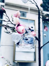 Close-up of pink roses in vase