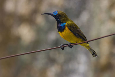 Close-up of bird perching on cable