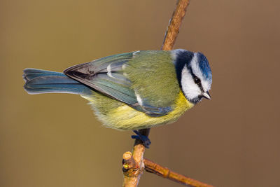 Close-up of a bird perching on feeder