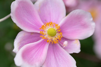 Close-up of pink flower