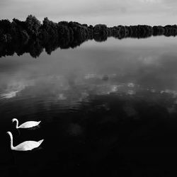 Duck swimming in lake