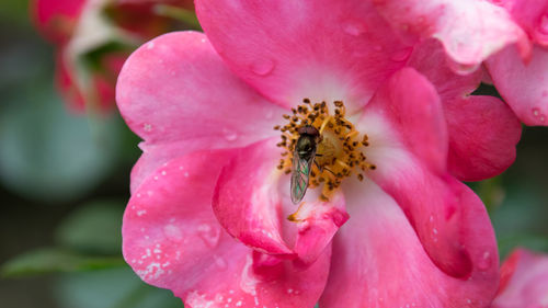 Close-up of bee on pink flower