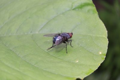 Close-up of fly on leaf