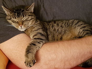 Full length of hand feeding cat