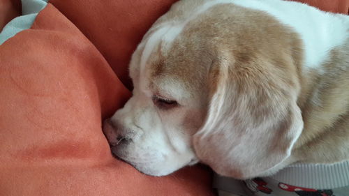 Close-up of dog sleeping