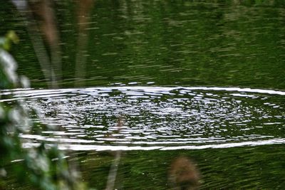 Close-up of duck in lake