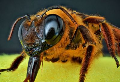 Close-up of bee