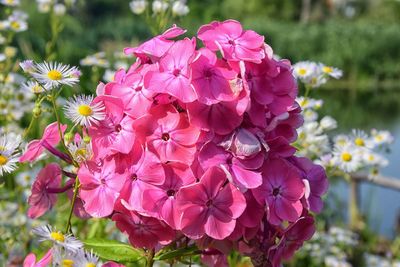 Close-up of pink flowers blooming outdoors