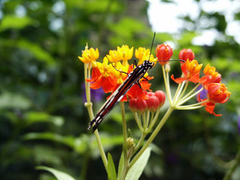 Close-up of red flowers