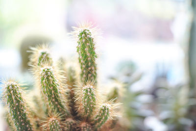 Close-up of succulent plant