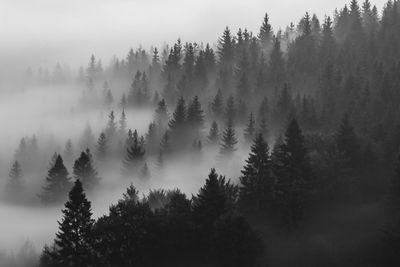 High angle view of pine trees in forest during foggy weather