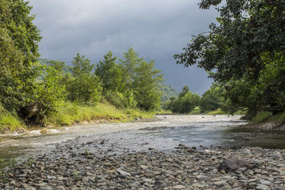 Scenic view of river amidst trees against sky