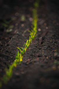 Close-up of plant growing on field