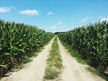 Walkway amidst corn field against sky