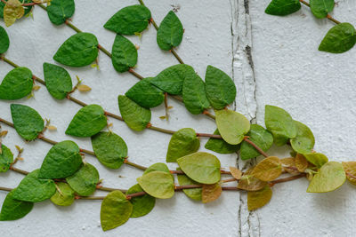 High angle view of leaves on table