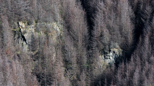 Full frame shot of pine trees in forest