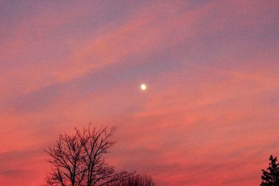 Low angle view of trees at sunset