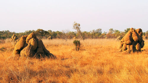 View of sheep on field against clear sky