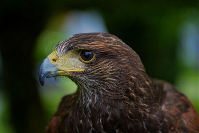 Close-up of eagle