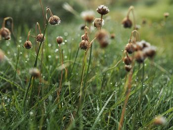Close-up of grass growing on field