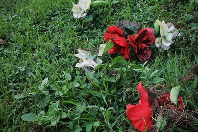 Close-up of red flowers blooming in field