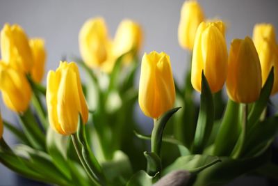 Close-up of yellow tulips