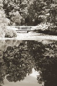 Reflection of trees in lake