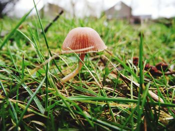 Close-up of fly agaric mushroom on field