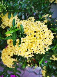 Close-up of yellow flowering plant