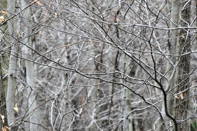 Close-up of snow covered bare trees in forest