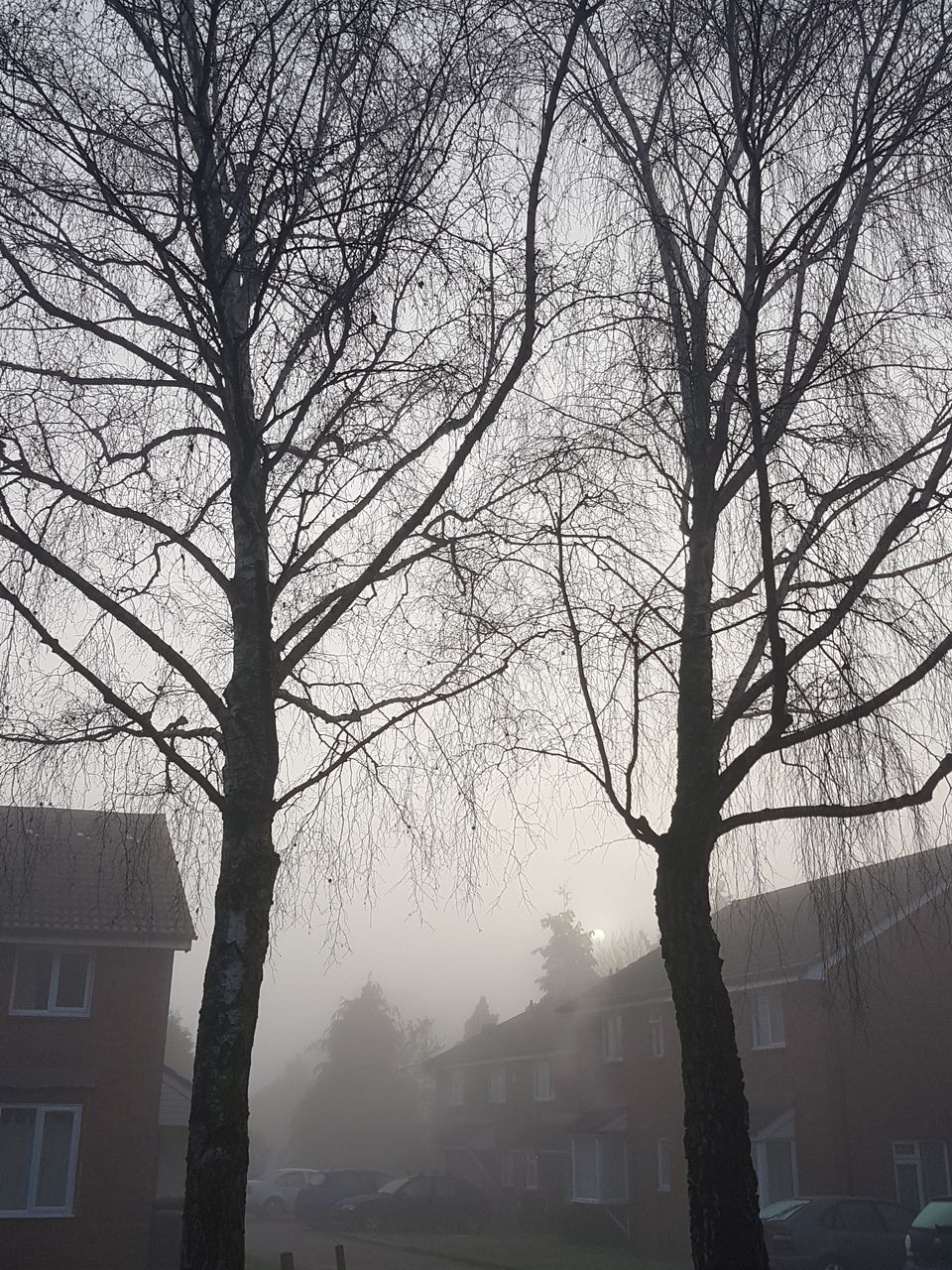 BARE TREES IN CITY AGAINST SKY