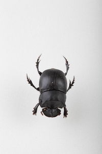 Close-up of insect on white background