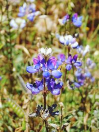 Close-up of purple flowering plant