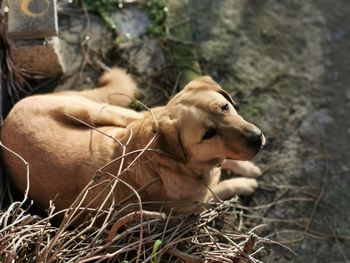 Close-up of a dog looking away