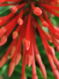 Close-up of red flowering plant