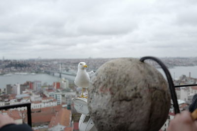 Seagull perching on a city