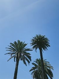 Low angle view of palm trees against blue sky