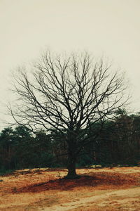 Bare tree on field against sky